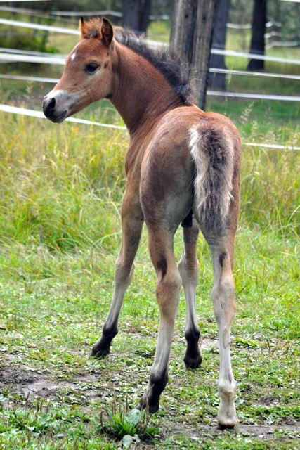 Centurion Foal