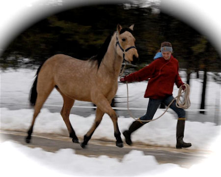 Faith, beautiful buckskin Azteca Mare