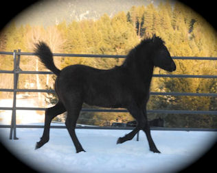 Trinity, Friesian